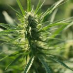 Qu&rsquo;est-ce que le CBG ou Cannabigérol ?
