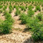 Comment choisir du CBD bio et quelles sont ses vertus ?