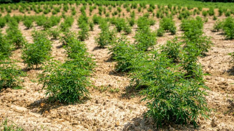 Comment choisir du CBD bio et quelles sont ses vertus ?
