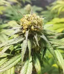 Fleur de CBD issue d'une culture bio
