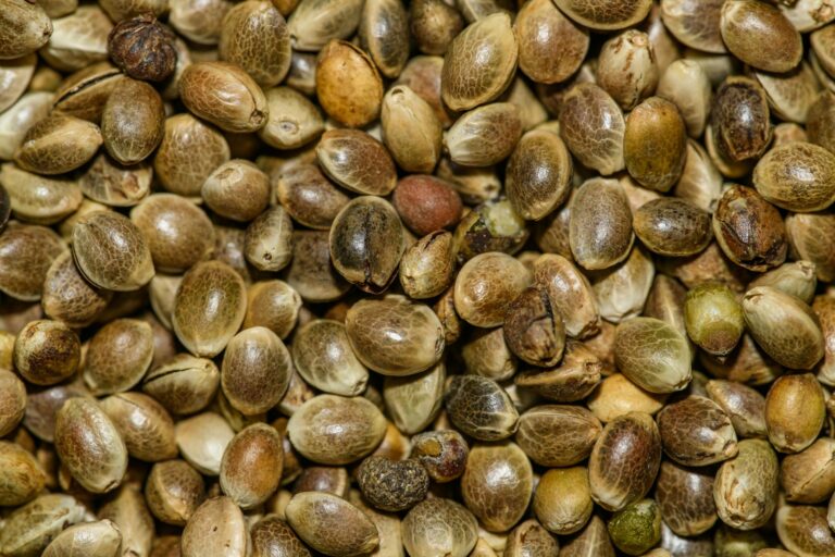 Les acides gras essentiels et le système endocannabinoïde
