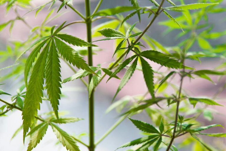 L’effet d’entourage du cannabis est-il réel ?