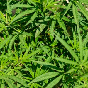 résine cbd charras texture grasse hash premium gros plan