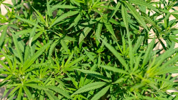 résine cbd charras texture grasse hash premium gros plan