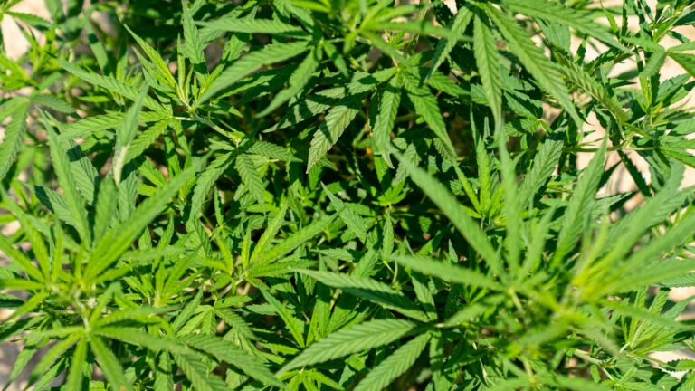 Effets du THV N-10 : Gestion du Poids et Bien-être Naturel | Green Canopy Shop