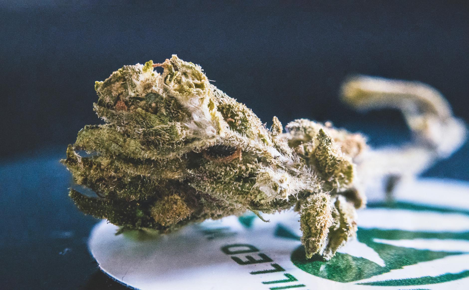 CANDY 10-OH+ 30% : Découvrez la Fleur de CBD Premium à l&rsquo;Effectivité Exceptionnelle