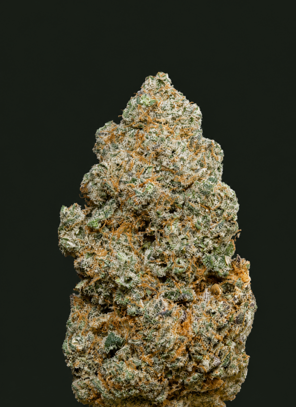 Photo de la variété Mela Sour Indoor, gagnante du Spannabis, présentant des fleurs compactes, très résineuses et couvertes de trichomes brillants.