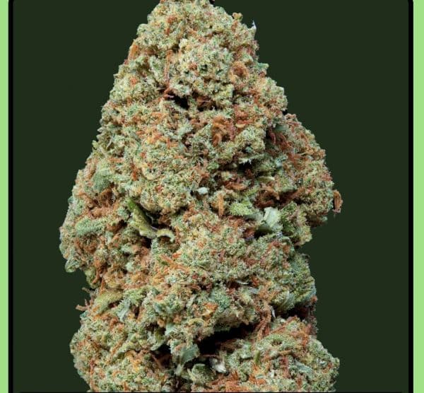 Fleur de CBD Blueberry Muffin Greenhouse Weened – goût fruit rouge et muffin, culture sous serre