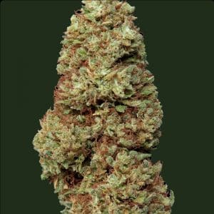 Fleur CBD Lemon Haze Greenhouse Weened, goût citronné, culture sous serre