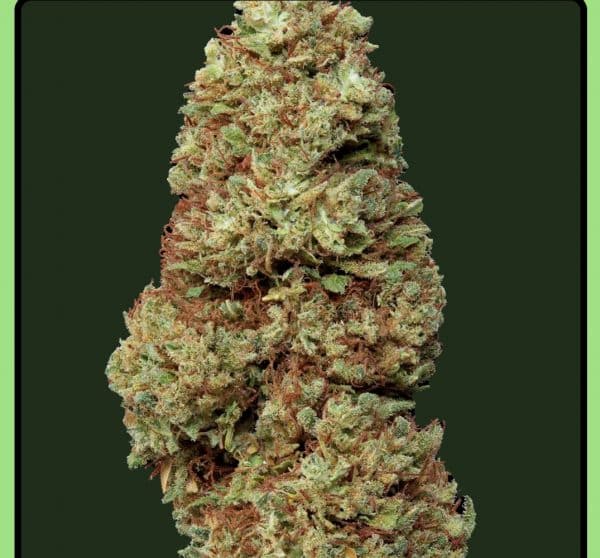 Fleur CBD Lemon Haze Greenhouse Weened, goût citronné, culture sous serre