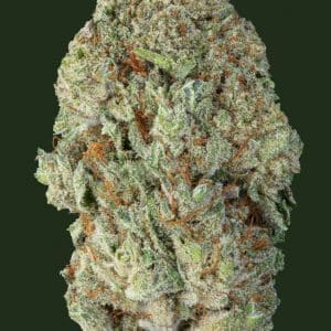 Fleur CBD Mango Greenhouse Weened, arôme mangue tropicale, culture sous serre