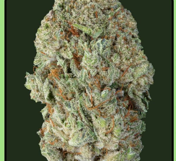 Fleur CBD Mango Greenhouse Weened, arôme mangue tropicale, culture sous serre