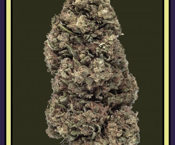 Fleur de CBD Mela Sour Outdoor de la marque Weened, arôme fruité et culture naturelle
