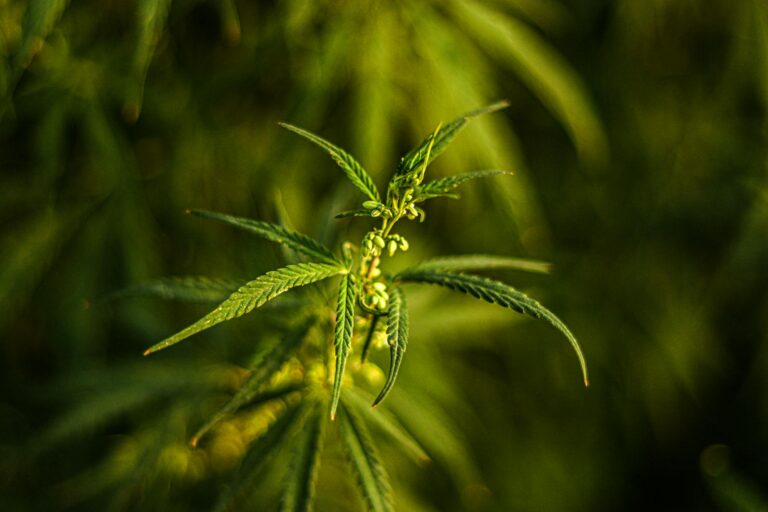 CBD vs CBC : différences, effets et utilisations [Guide 2026]