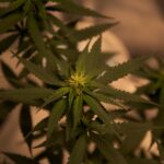 Fleur de CBD : bienfaits, consommation et légalité en France [Guide 2026]