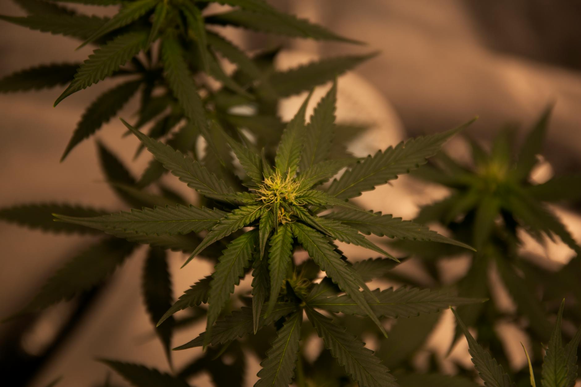 Fleur de CBD : bienfaits, consommation et légalité en France [Guide 2026]