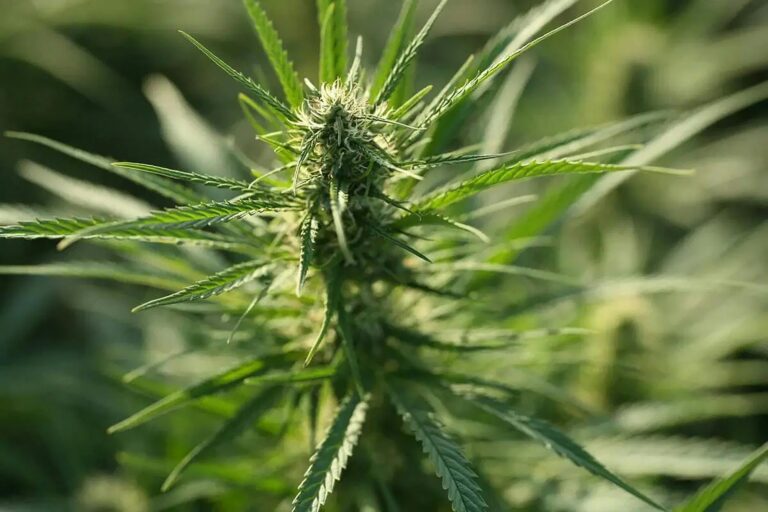 CBD ou CBG : quelles différences et lequel choisir ?