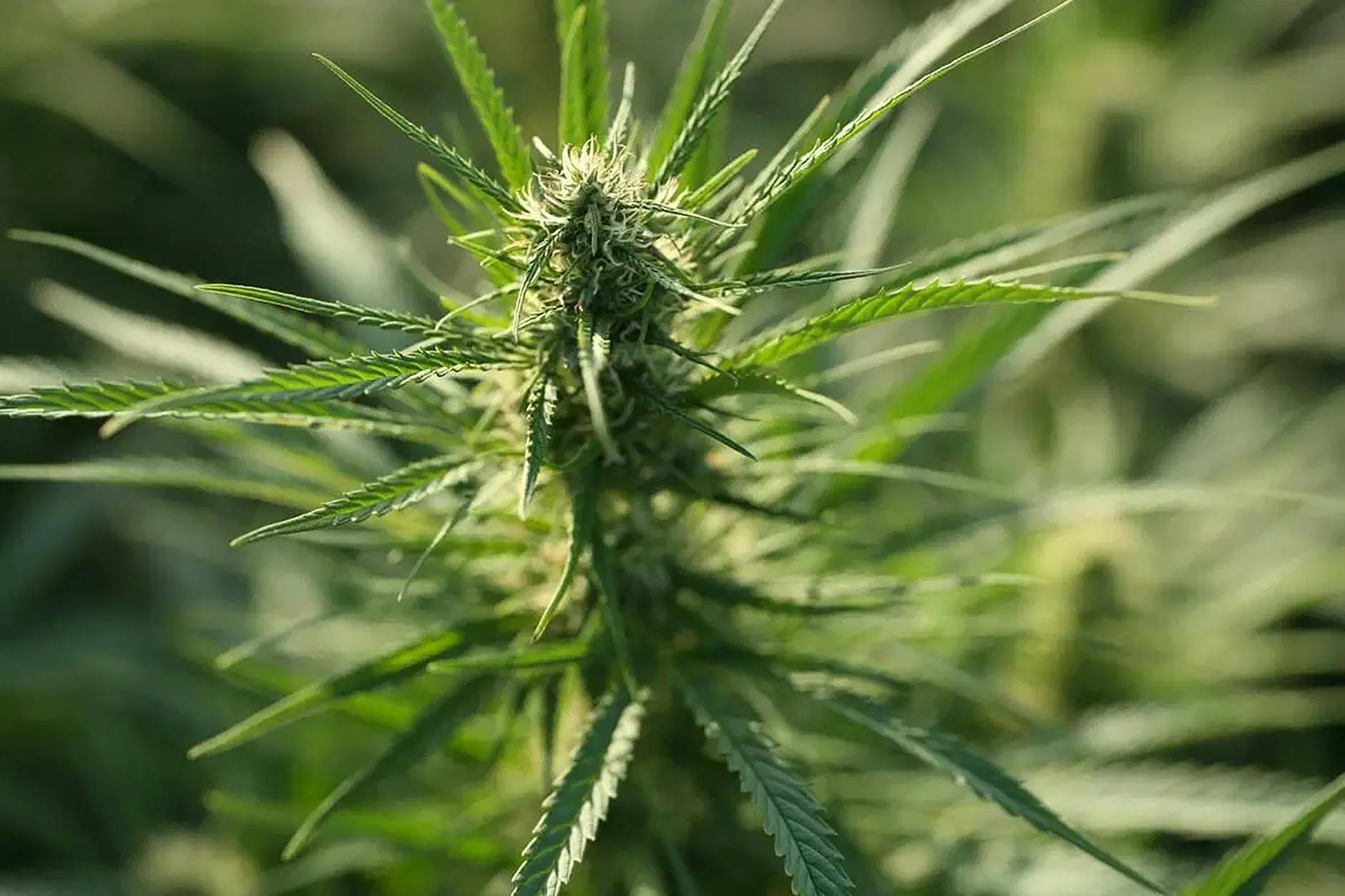 CBD ou CBG : quelles différences et lequel choisir ?