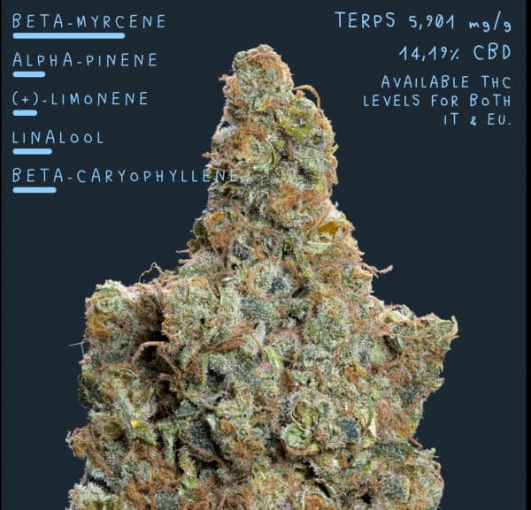 Fleur CBD Burn Baby Burn Indoor riche en CBC, effet high naturel