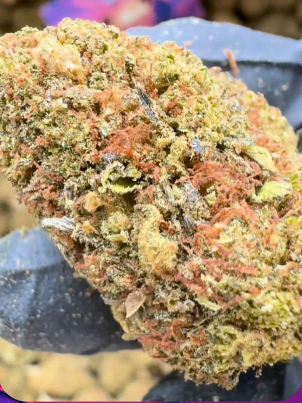 Fleur de CBD Skywalker Greenhouse Premium, têtes compactes et résineuses cultivées sous serre, arômes fruités et détente naturelle – GreenCanopy-Shop.