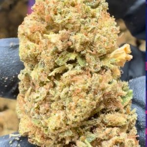 Fleur de CBD Green Crack Hybride, bourgeons compacts et résineux aux arômes d’agrumes et de fruits tropicaux, culture sous serre premium GreenCanopy-Shop.
