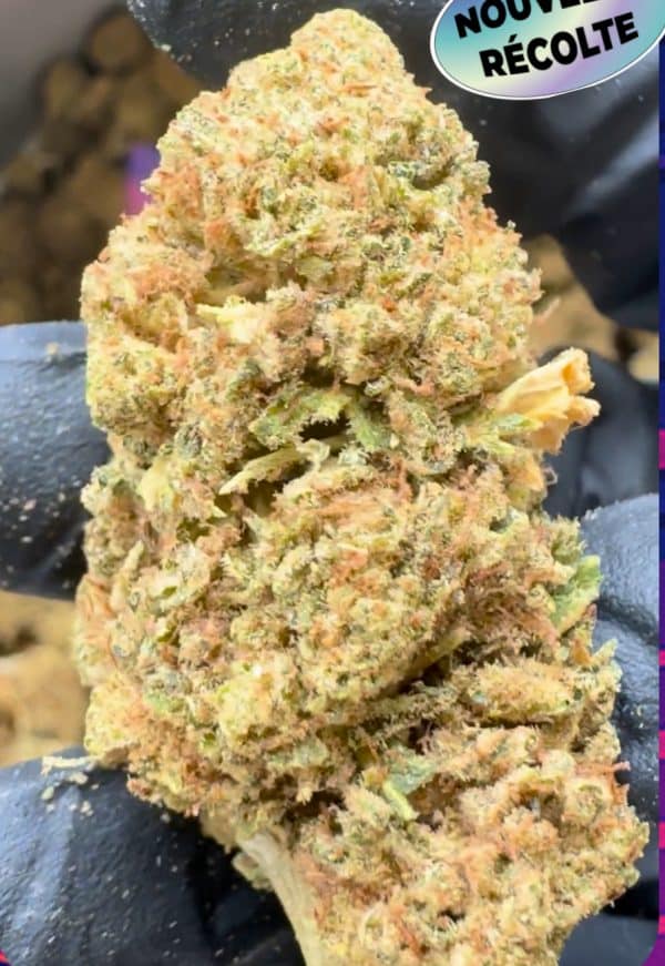 Fleur de CBD Green Crack Hybride, bourgeons compacts et résineux aux arômes d’agrumes et de fruits tropicaux, culture sous serre premium GreenCanopy-Shop.