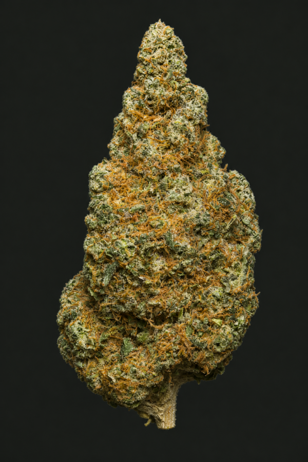 Photo de fleurs Teriaky Sauce Indoor de GreenCanopy avec des têtes compactes, très résineuses et couvertes de trichomes cristallins.