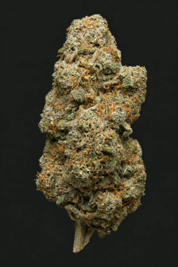 Photo de fleurs Solero Cream CBD de GreenCanopy avec des têtes denses, résineuses et couvertes de trichomes lumineux.