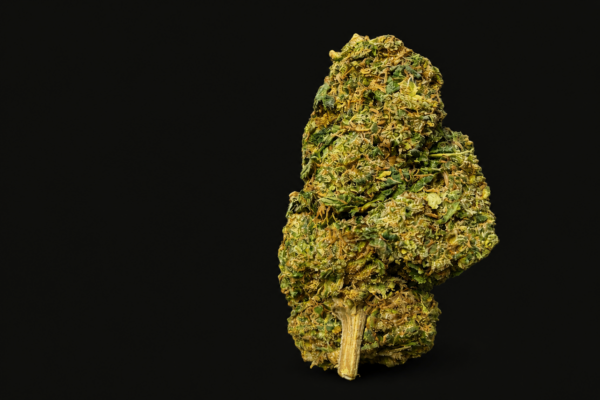 Fleur Zombie Kush CBC compacte et résineuse aux nuances vert foncé et violettes proposée par GreenCanopy