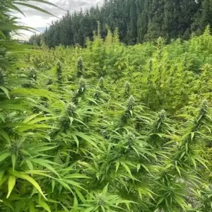 trim cbd strawberry glasshouse mix fleurs petites feuilles fruité fraise gros plan