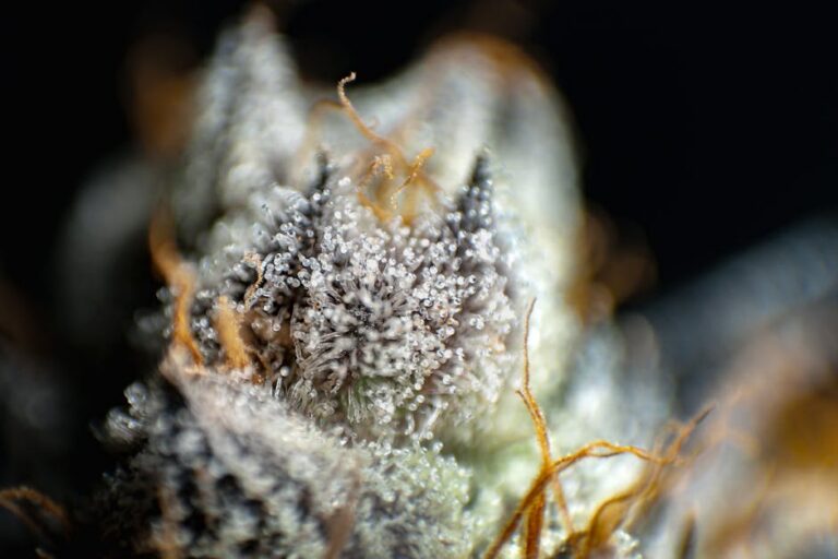 Fleurs CBD