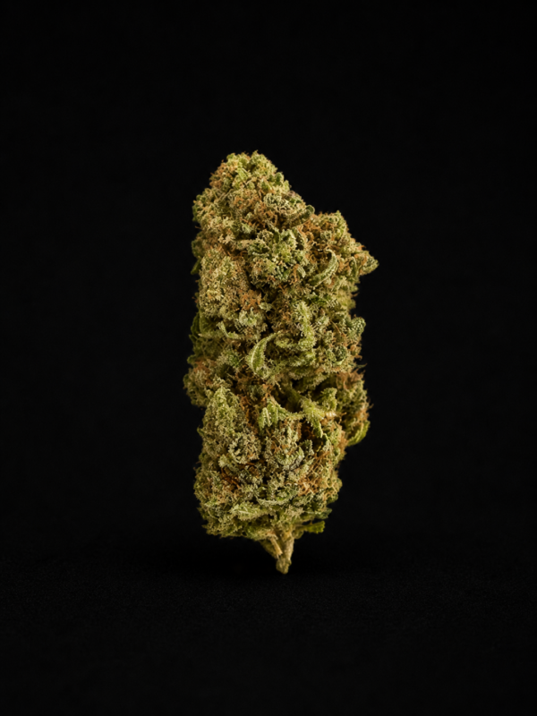 fleur cbd mango haze greenhouse têtes vert clair pistils orange trichomes mangue tropicale