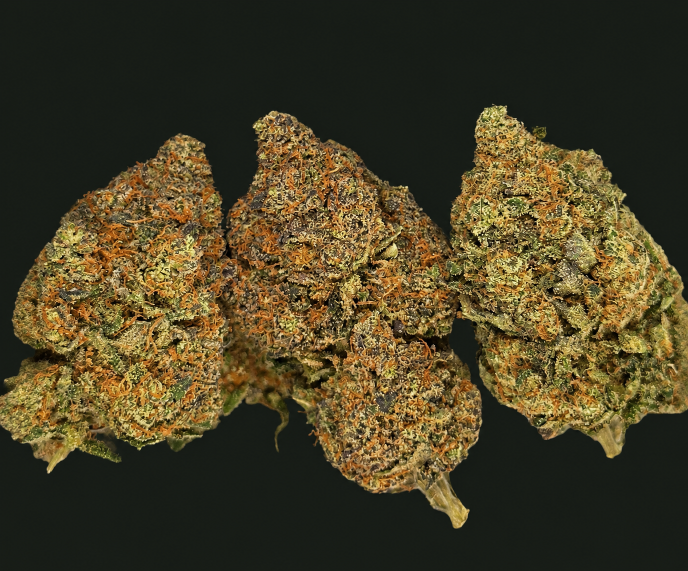 Tropical Dream CBC