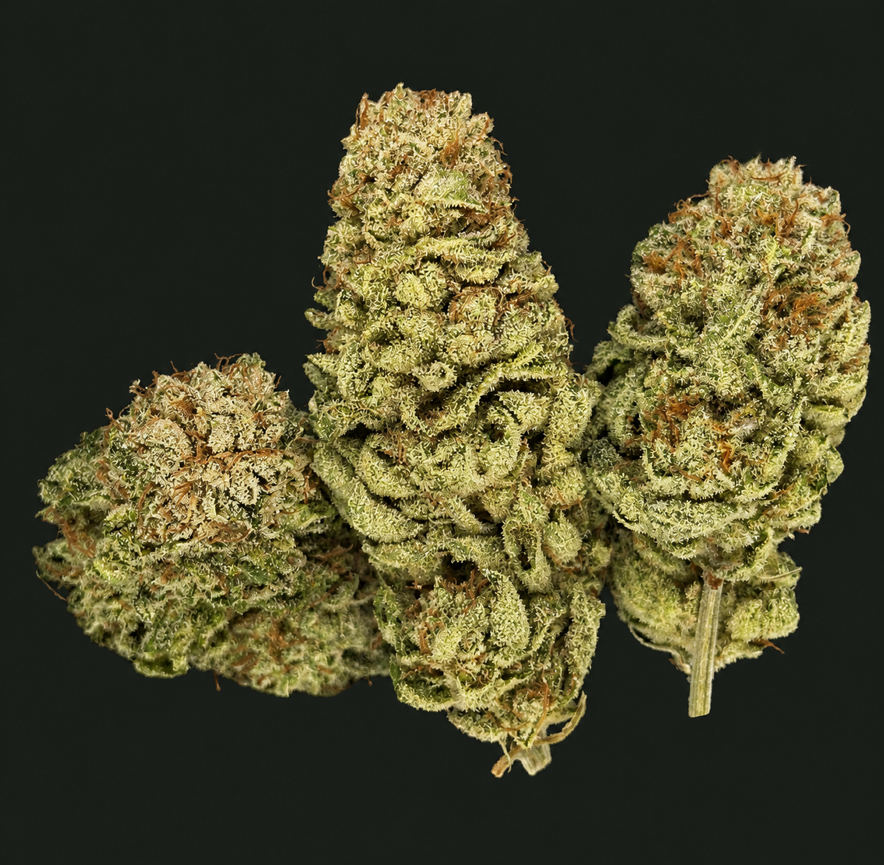 White Banger CBC